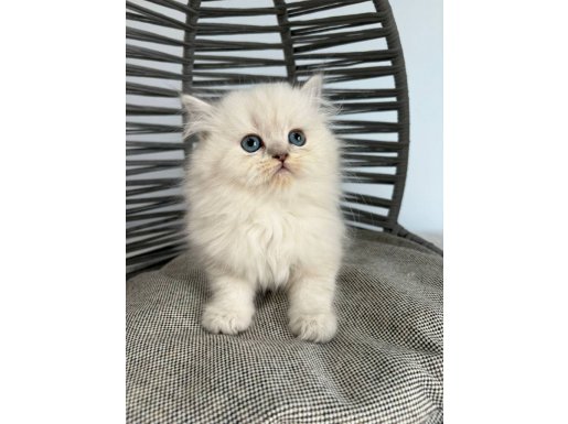 Şeker Gibi Tatlı Uslu Bebek Kediş Ankara İçi Yuva Arıyorum