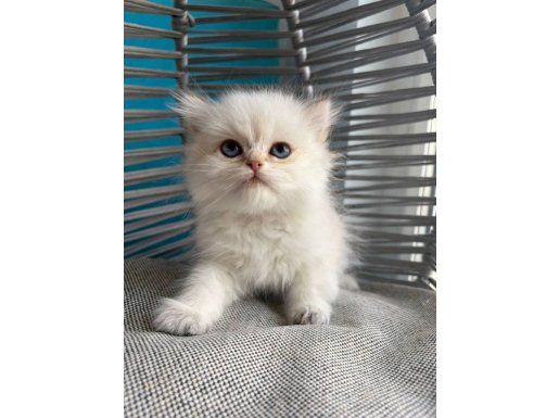 Tatlı Uslu Bebek Kediş Çok Sosyal