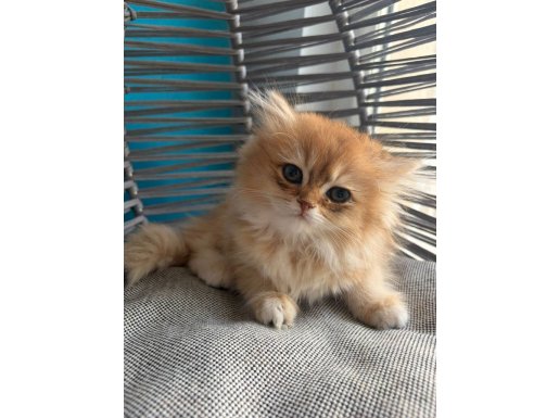 Altın Kürklü British Golden Bebek Kedişim 
