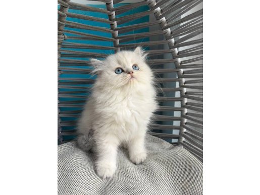 Mavi Bakışlı Beyaz Bulut Safkan British Longhair