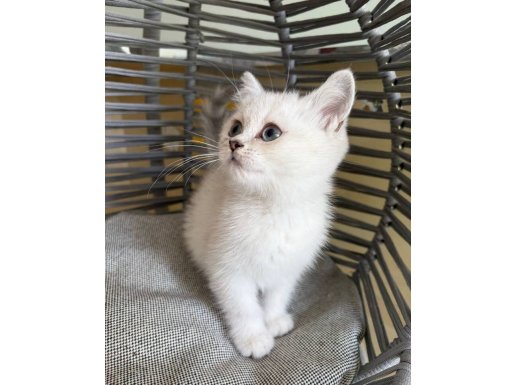 Güzeller Güzeli Bebek Oyuncu Tatlı Prenses