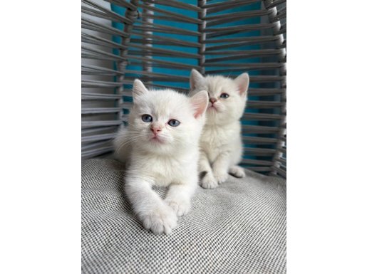 Ankara İçi Tatlı Tonton Yanaklı Bebek Kediler 