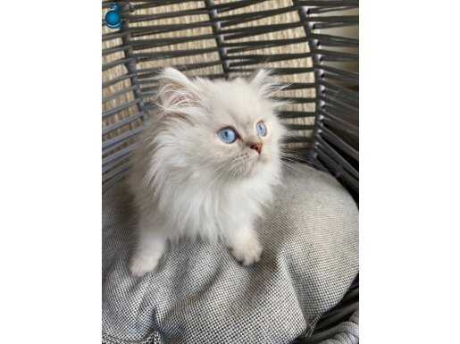 British bebek kedis yumsacik uysal oyuncu ankara ici ücretsz