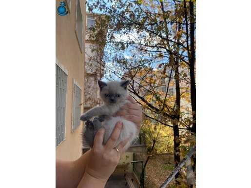 Ankara ici ücretsiz bebek kediş uysal oyuncu tatli yumusacik