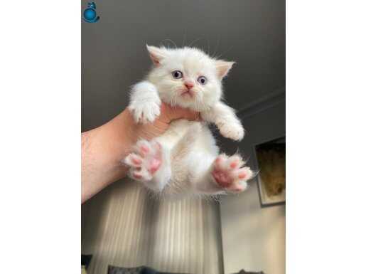 50 Günlük Bebek Kedis Coook sevimli 