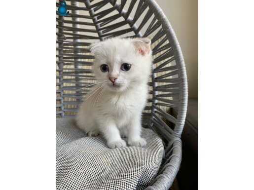 Ankara içi ücretsiz bebek kedis 1 yıllik asi ucretleri dahil