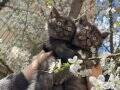 ANKARA İÇİ ÜCRETSİZ YAVRU KEDİ(SEVİMLİ,SAKİN)AÇIKLMY BKNZ