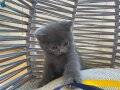 BAYRAM ŞEKERİ BEBEK KEDİŞ 