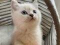 BRİTİSH SHORTHAİR KAR BEYAZI MİNİK BEBEK KEDİŞŞ