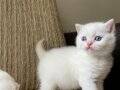 ANKARA İÇİ ÜCRETSİZ BEBEK KEDİŞ BRİTİH RED POİNT UYSAL SEVML