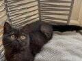 CHOCALATE BRİTİSH ÜCRETİZ BEBEK KEDİŞ 