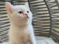 KAR BEYAZI GÜZEL GÖZLÜ SEVECEN BRİTİSH BEBEK KEDİŞ (UYSAL )