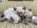 BRİTİSH SHORTHAİR BLUE POİNT BEBEK KARDEŞ KEDİŞLER 