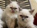 ANKARA İÇİ ÜCRETSİZ BEBEK KEDİŞ 