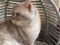 DENİZ GÖZLÜ BRİTİSH SİLVER KEDİŞ AŞILARI TAM ERKEK ÇOK TATLI