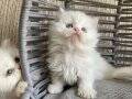 ANKARA İÇİ ÜCRETSİZ BEBEK KEDİŞ AKILLI , OYNCU , UYSAL YUMUŞ