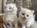 ANK İÇİ ÜCRETSİZ BEBEK KEDİŞ YUMUŞCIK TÜYLÜ AKILLI UYSAL BBK