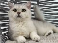 BRİTİSH SİLVER KEDİŞ 1 YILLIK AŞILARI DAHİL , KEDİŞ ÜCRETSİZ