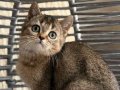 ANKARA İÇİ BRİTİSH GOLDEN TABBY ÜCRETSİZ BEBEK KEDİŞ OYUNCU