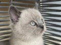 Sosyal ve Kum Eğitimli British Shorthair Bebekler