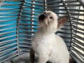 ANKARA İÇİ BEBEK KEDİŞ KARDEŞLER