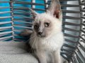 ANKARA İÇİ BEBEK KEDİŞ KARDEŞLER