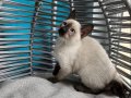 ANKARA İÇİ BEBEK KEDİŞ KARDEŞLER