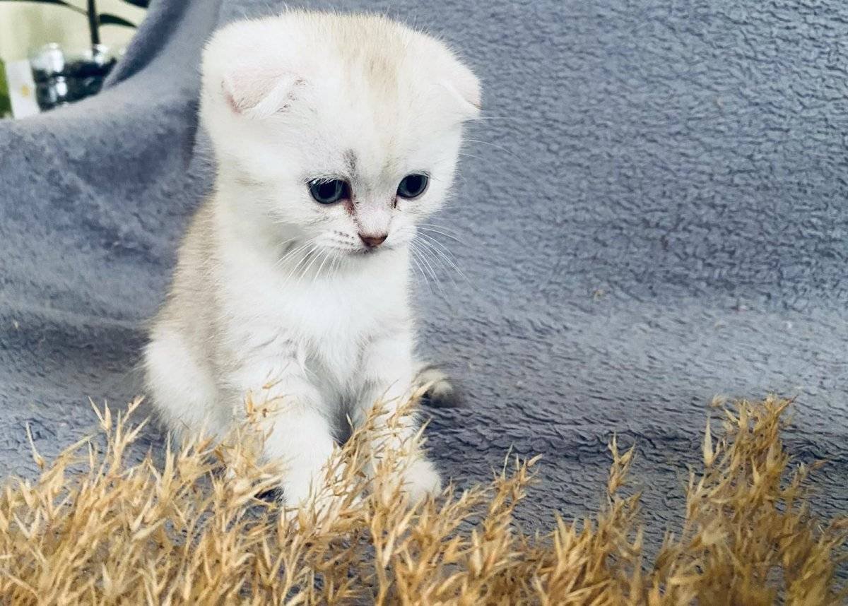 tatlı bebek kediş eğitimli ve sosyal