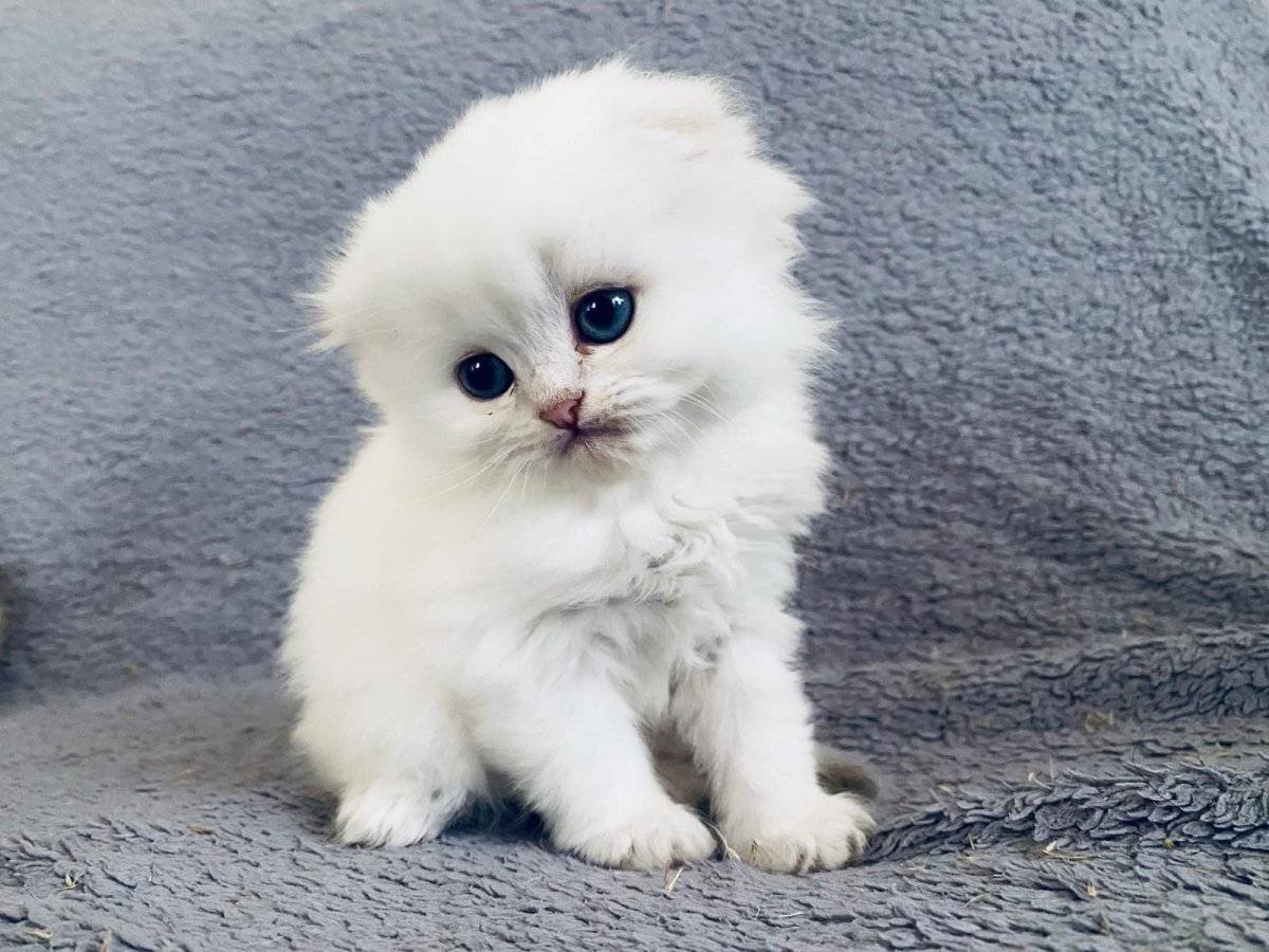 parklak tüylü  sevimli bebek kediş ankara içi 