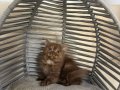BRİTİSH CHOCALATE BEBEK KEDİŞ ANK İÇİ SAHİPLENDİRME