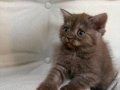 BRİTİSH CHOCALATE BEBEK KEDİŞ ANK İÇİ SAHİPLENDİRME