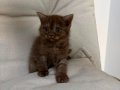 BRİTİSH CHOCALATE BEBEK KEDİŞ ANK İÇİ SAHİPLENDİRME