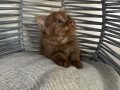 BRİTİSH CHOCALATE BEBEK KEDİŞ ANK İÇİ SAHİPLENDİRME