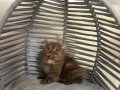 BRİTİSH CHOCALATE BEBEK KEDİŞ ANK İÇİ SAHİPLENDİRME
