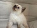 TATLI USLU EĞİTİMLİ BRİTİSH BEBEK SAHİPLENDİRME ANK İÇİ