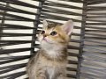 ANKARA İÇİ BRİTİSH GOLDEN TABBY BEBEK KEDİŞ SAHİPLENDİRME
