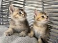 ANKARA İÇİ BRİTİSH GOLDEN TABBY BEBEK KEDİŞ SAHİPLENDİRME