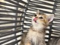 ANKARA İÇİ BRİTİSH GOLDEN TABBY BEBEK KEDİŞ SAHİPLENDİRME
