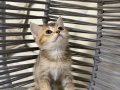 ANKARA İÇİ BRİTİSH GOLDEN TABBY BEBEK KEDİŞ SAHİPLENDİRME