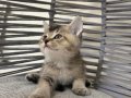 ANKARA İÇİ BRİTİSH GOLDEN TABBY BEBEK KEDİŞ SAHİPLENDİRME