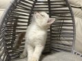 ANKARA İÇİ ÜCRETSİZ BEBEK KEDİŞ BRİTİSH TATLI AKILLI USLU 