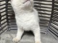 ANKARA İÇİ ÜCRETSİZ BEBEK KEDİŞ BRİTİSH TATLI AKILLI USLU 