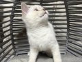 ANKARA İÇİ ÜCRETSİZ BEBEK KEDİŞ BRİTİSH TATLI AKILLI USLU 