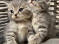 BRİTİSH BEBEK KEDİŞ 