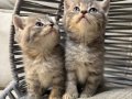 BRİTİSH BEBEK KEDİŞ 