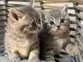 BRİTİSH BEBEK KEDİŞ 