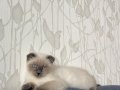 Bebek kediş 