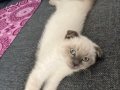 Bebek kediş 