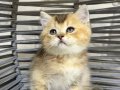 BRİTSH GOLDEN TABYY BEBEK KEDİŞ