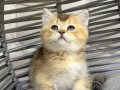 BRİTSH GOLDEN TABYY BEBEK KEDİŞ